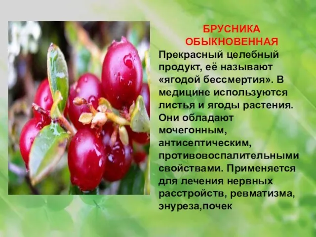 БРУСНИКА ОБЫКНОВЕННАЯ Прекрасный целебный продукт, её называют «ягодой бессмертия». В