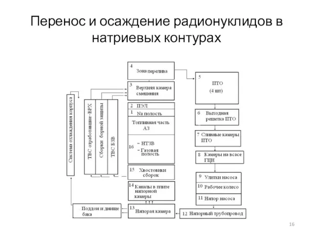 Перенос и осаждение радионуклидов в натриевых контурах