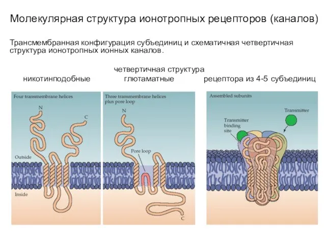 Молекулярная структура ионотропных рецепторов (каналов) Трансмембранная конфигурация субъединиц и схематичная