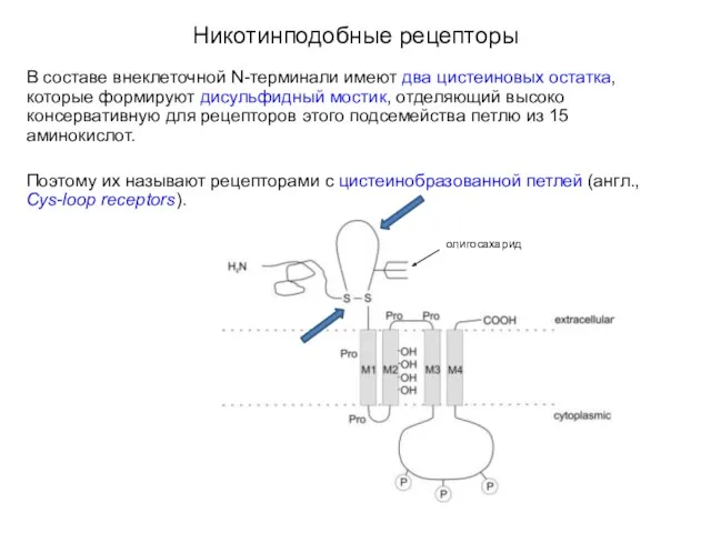 Никотинподобные рецепторы В составе внеклеточной N-терминали имеют два цистеиновых остатка,