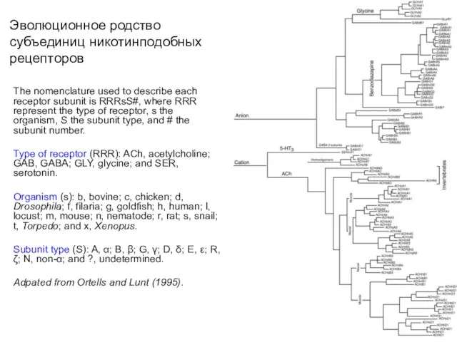 Эволюционное родство субъединиц никотинподобных рецепторов The nomenclature used to describe