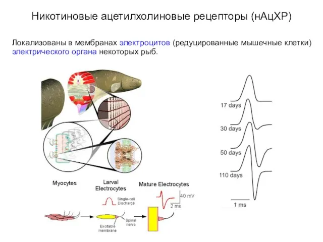 Никотиновые ацетилхолиновые рецепторы (нАцХР) Локализованы в мембранах электроцитов (редуцированные мышечные клетки) электрического органа некоторых рыб.