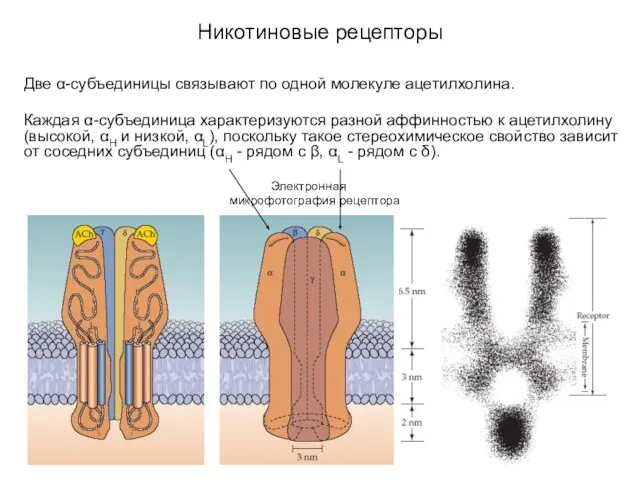 Никотиновые рецепторы Две α-субъединицы связывают по одной молекуле ацетилхолина. Каждая