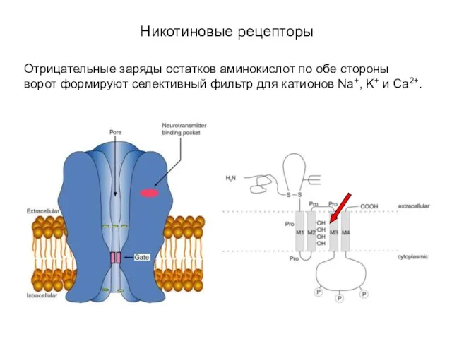 Никотиновые рецепторы Отрицательные заряды остатков аминокислот по обе стороны ворот