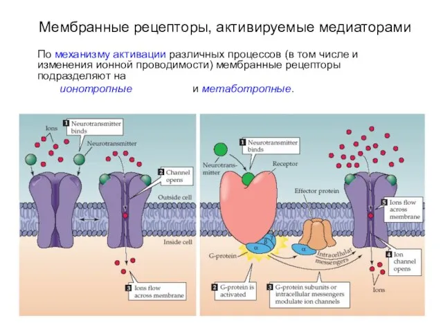 Мембранные рецепторы, активируемые медиаторами По механизму активации различных процессов (в