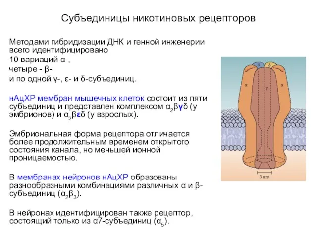 Субъединицы никотиновых рецепторов Методами гибридизации ДНК и генной инженерии всего