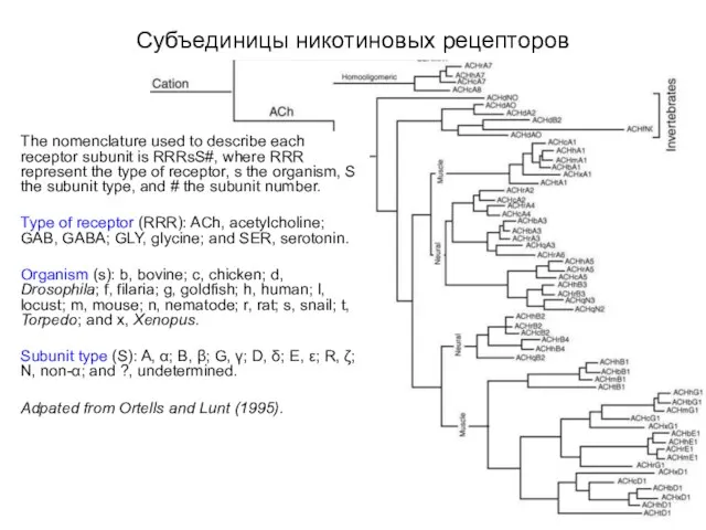 Субъединицы никотиновых рецепторов The nomenclature used to describe each receptor