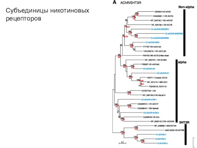 Субъединицы никотиновых рецепторов