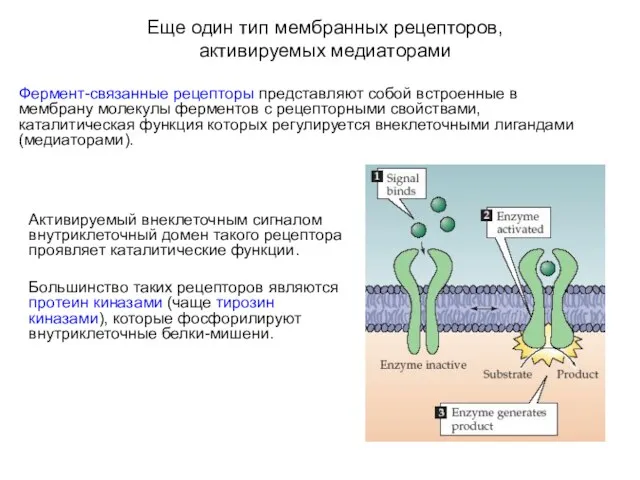 Еще один тип мембранных рецепторов, активируемых медиаторами Фермент-связанные рецепторы представляют
