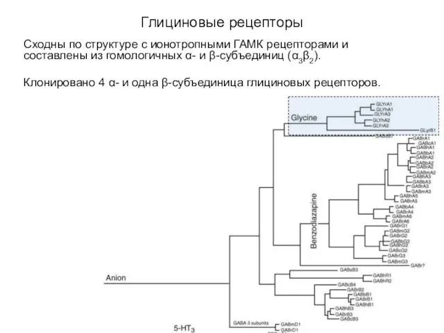 Глициновые рецепторы Сходны по структуре с ионотропными ГАМК рецепторами и