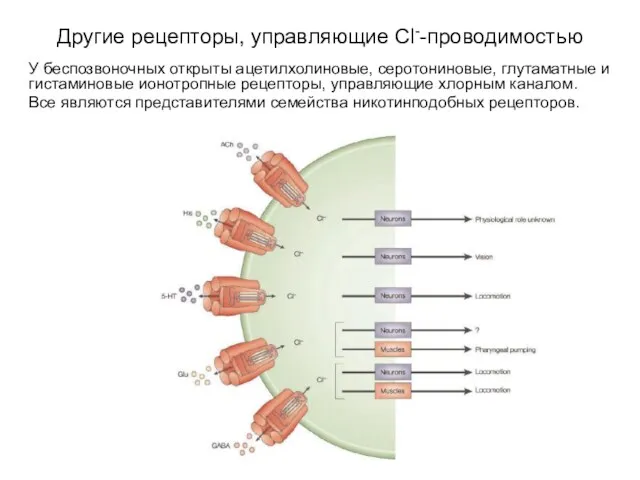 Другие рецепторы, управляющие Cl--проводимостью У беспозвоночных открыты ацетилхолиновые, серотониновые, глутаматные