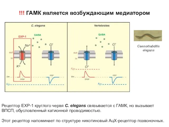 !!! ГАМК является возбуждающим медиатором Рецептор EXP-1 круглого червя С.