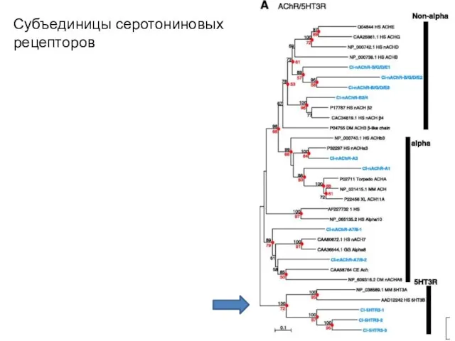 Субъединицы серотониновых рецепторов