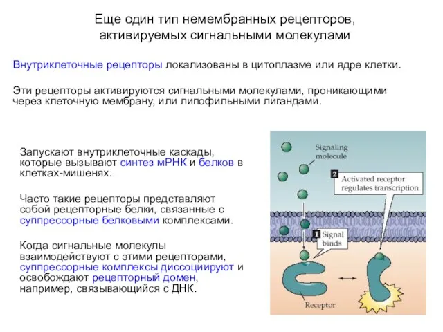 Еще один тип немембранных рецепторов, активируемых сигнальными молекулами Внутриклеточные рецепторы