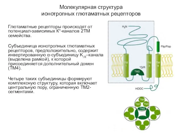 Молекулярная структура ионотропных глютаматных рецепторов Глютаматные рецепторы происходят от потенциал-зависимых