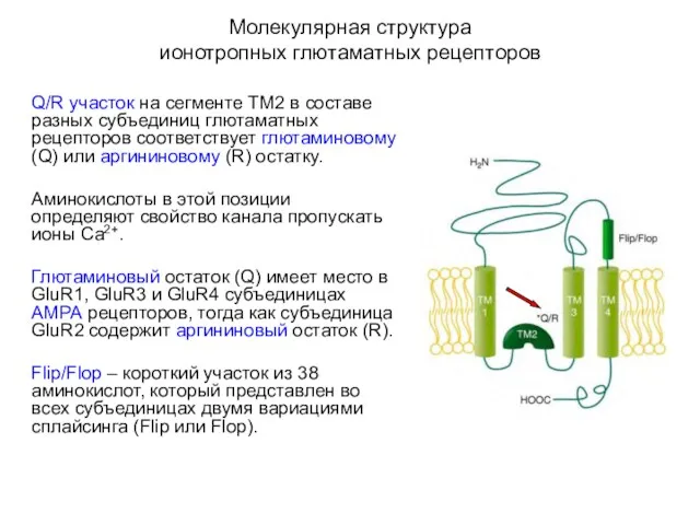 Молекулярная структура ионотропных глютаматных рецепторов Q/R участок на сегменте ТМ2