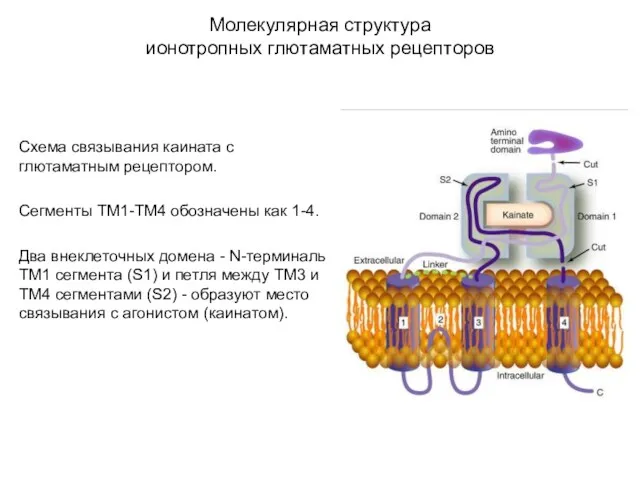 Молекулярная структура ионотропных глютаматных рецепторов Схема связывания каината с глютаматным