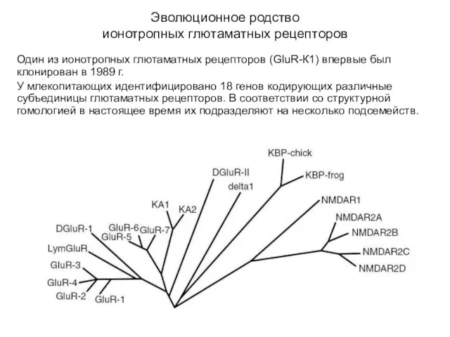 Эволюционное родство ионотропных глютаматных рецепторов Один из ионотропных глютаматных рецепторов