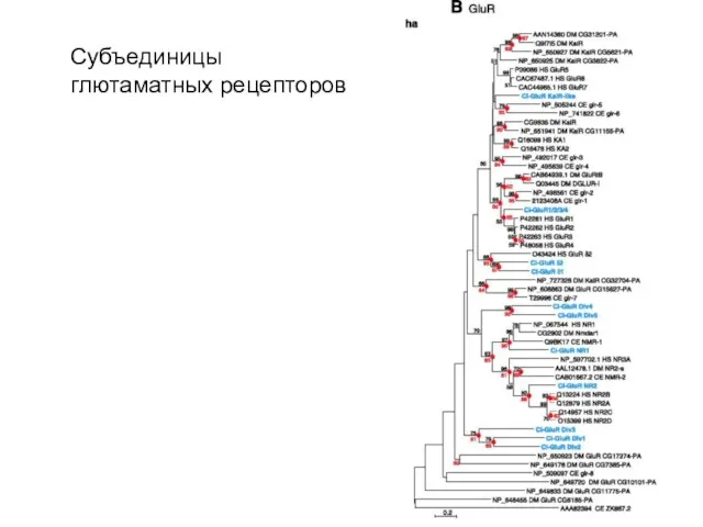 Субъединицы глютаматных рецепторов