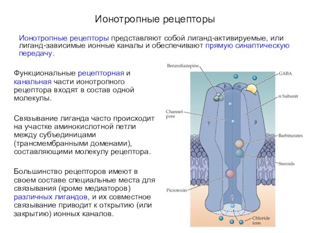 Ионотропные рецепторы Ионотропные рецепторы представляют собой лиганд-активируемые, или лиганд-зависимые ионные