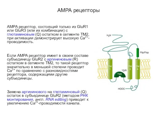 АМРА рецепторы AMPA рецептор, состоящий только из GluR1 или GluR3