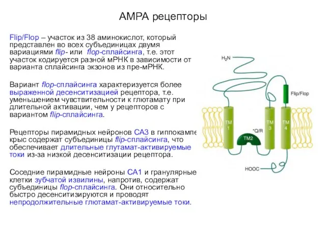 АМРА рецепторы Flip/Flop – участок из 38 аминокислот, который представлен