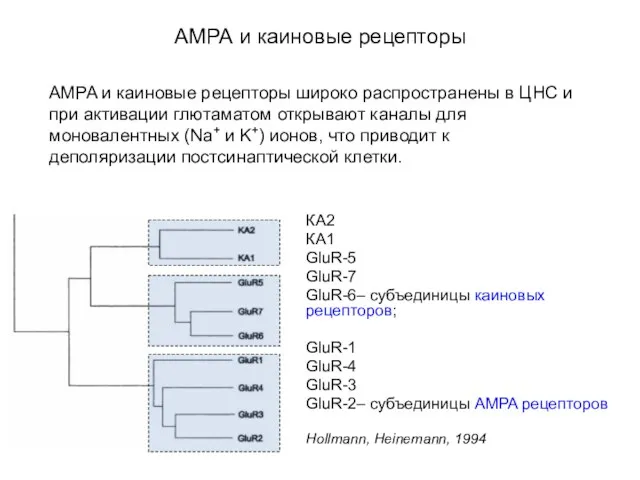 АМРА и каиновые рецепторы КА2 КА1 GluR-5 GluR-7 GluR-6– субъединицы