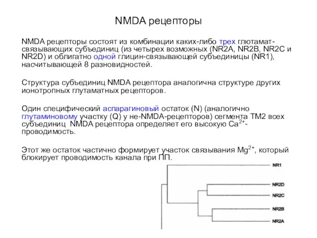 NMDA рецепторы NMDA рецепторы состоят из комбинации каких-либо трех глютамат-связывающих