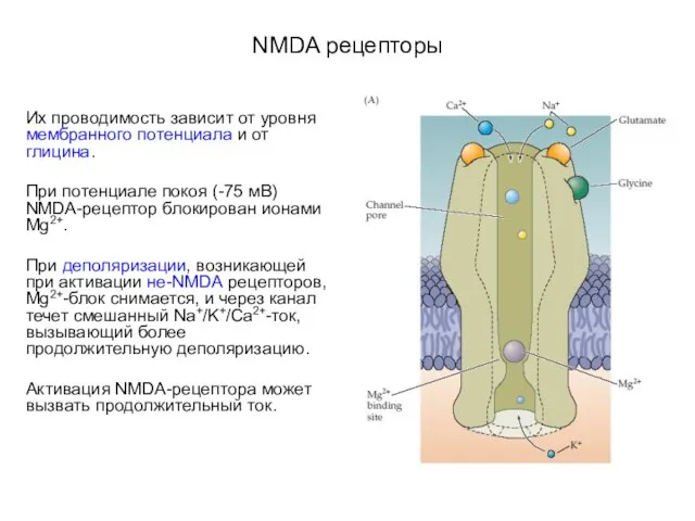 NMDA рецепторы Их проводимость зависит от уровня мембранного потенциала и