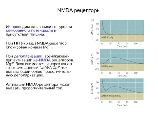 NMDA рецепторы Их проводимость зависит от уровня мембранного потенциала и