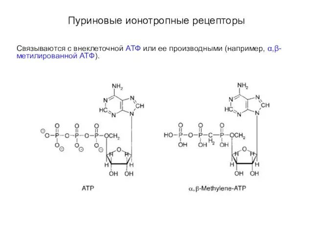 Пуриновые ионотропные рецепторы Связываются с внеклеточной АТФ или ее производными (например, α,β-метилированной АТФ).