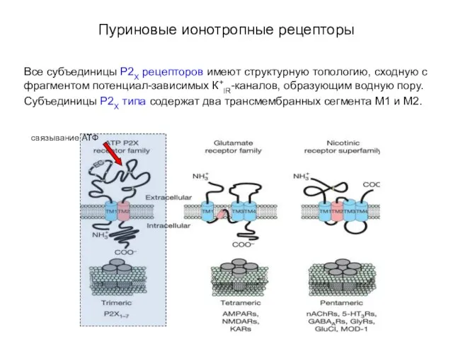 Пуриновые ионотропные рецепторы Все субъединицы P2X рецепторов имеют структурную топологию,