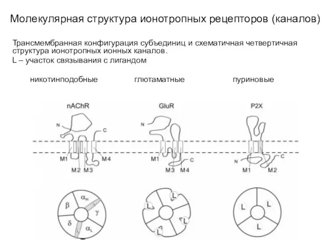 Молекулярная структура ионотропных рецепторов (каналов) Трансмембранная конфигурация субъединиц и схематичная