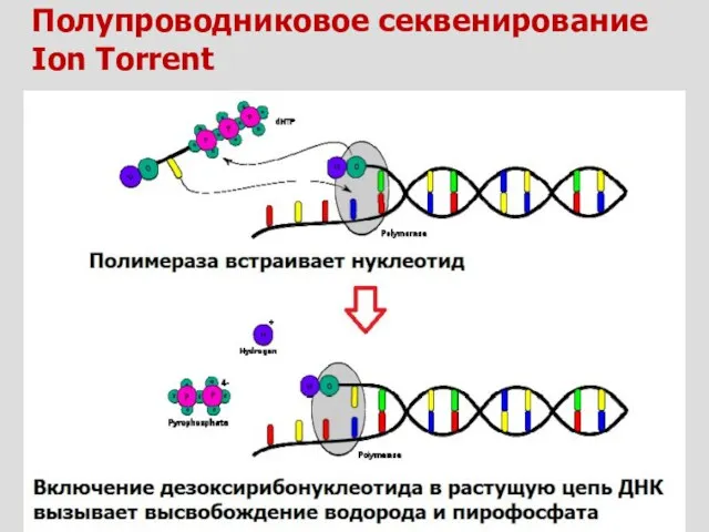 Полупроводниковое секвенирование Ion Torrent