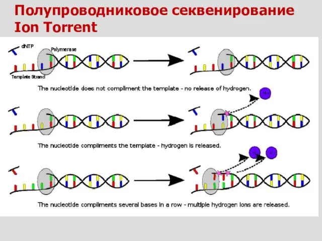 Полупроводниковое секвенирование Ion Torrent