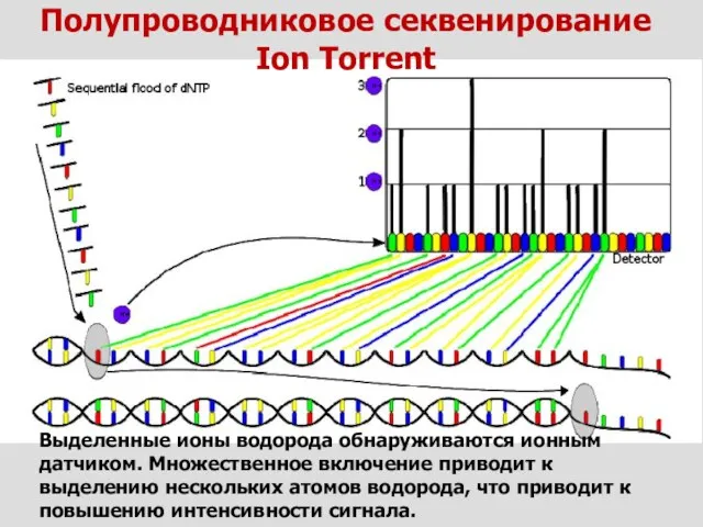 Выделенные ионы водорода обнаруживаются ионным датчиком. Множественное включение приводит к