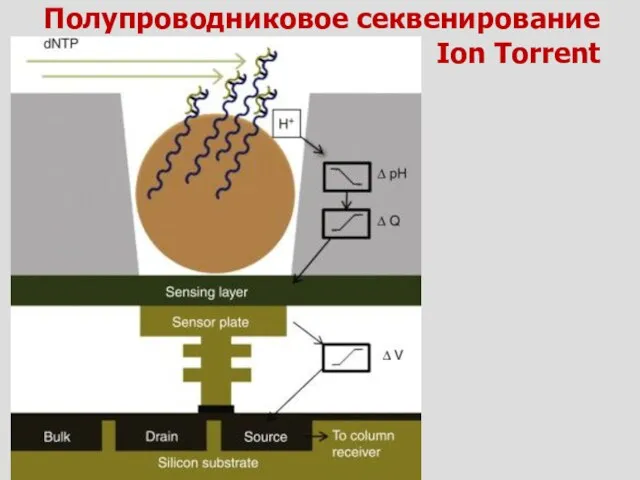 Полупроводниковое секвенирование Ion Torrent