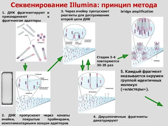 Секвенирование Illumina: принцип метода 1. ДНК фрагментируют и присоединяют к