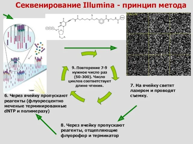 Секвенирование Illumina - принцип метода 6. Через ячейку пропускают реагенты