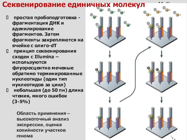 Helicos простая пробоподготовка - фрагментация ДНК и аденилирование фрагментов. Затем