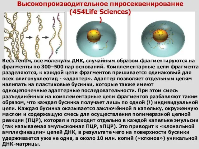 Весь геном, все молекулы ДНК, случайным образом фрагментируются на фрагменты