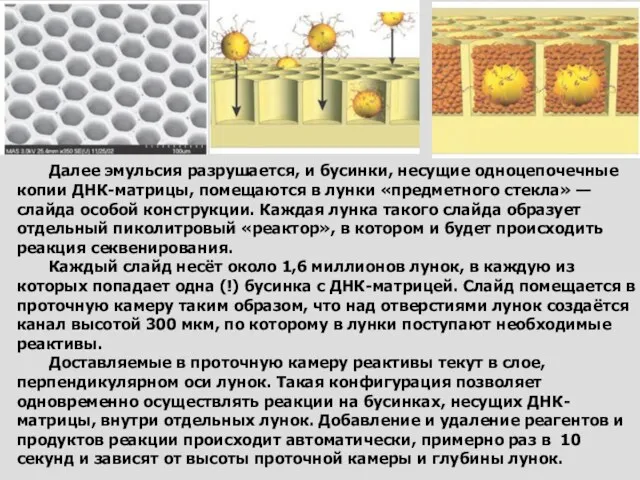 Далее эмульсия разрушается, и бусинки, несущие одноцепочечные копии ДНК-матрицы, помещаются