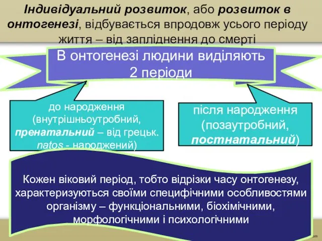 Індивідуальний розвиток, або розвиток в онтогенезі, відбувається впродовж усього періоду