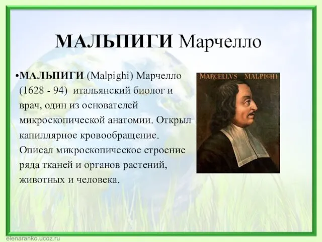 МАЛЬПИГИ Марчелло МАЛЬПИГИ (Malpighi) Марчелло (1628 - 94) итальянский биолог