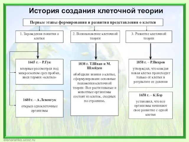 История создания клеточной теории 1665 г. – Р.Гук впервые рассмотрел