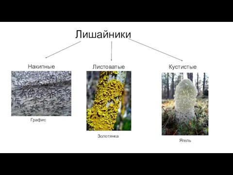 Лишайники Накипные Листоватые Кустистые Графис Золотянка Ягель