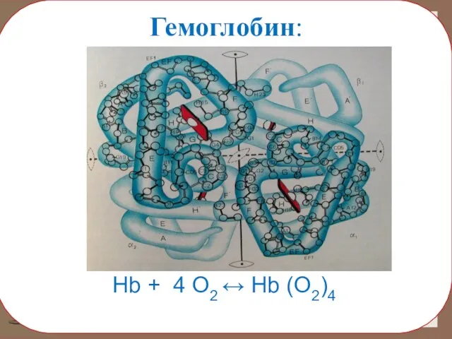 Гемоглобин: Hb + 4 O2 ↔ Hb (O2)4