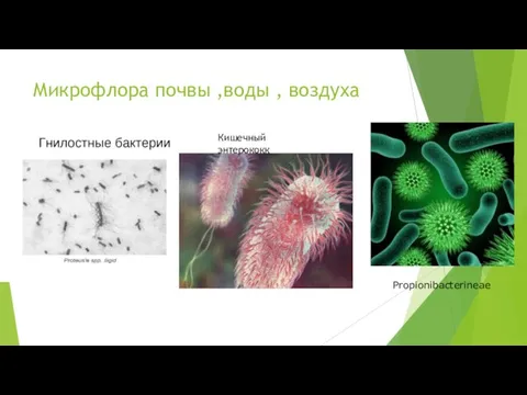 Микрофлора почвы ,воды , воздуха Кишечный энтерококк Propionibacterineae
