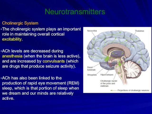 Neurotransmitters Cholinergic System The cholinergic system plays an important role