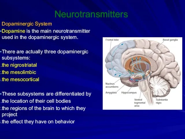 Neurotransmitters Dopaminergic System Dopamine is the main neurotransmitter used in